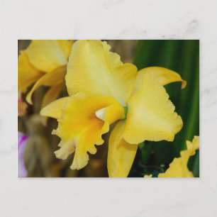Yellow Orchid Postcard