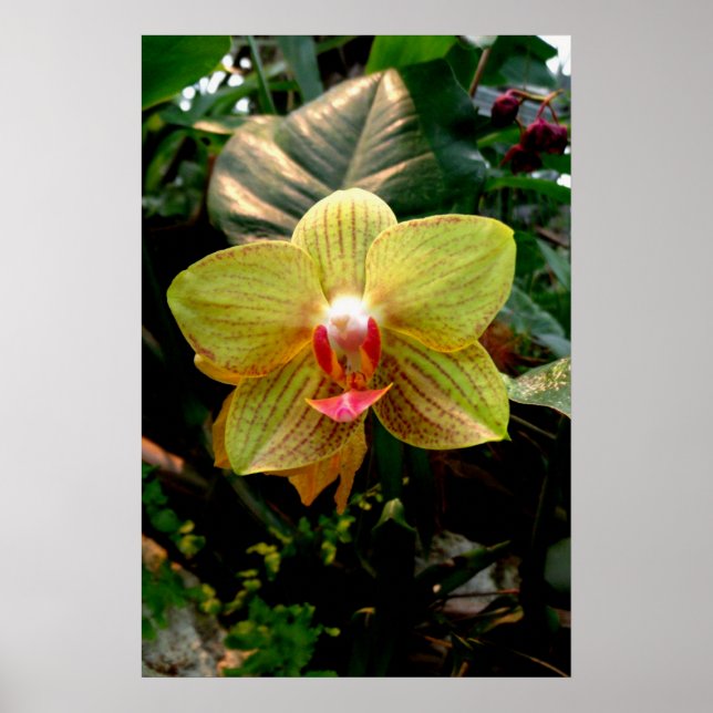 Yellow Orchid Poster (Front)