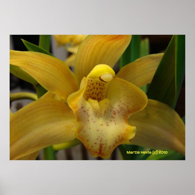 Yellow Orchid Poster (Front)