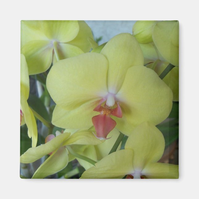Yellow orchids magnet (Front)