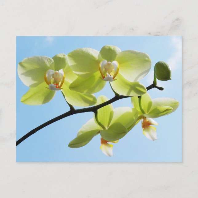 Yellow Orchids Postcard (Front)