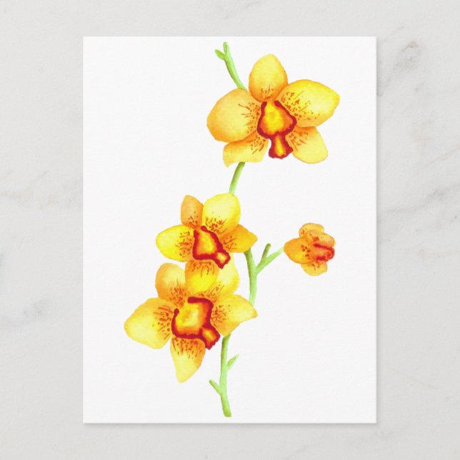 Yellow Orchids Watercolor Postcard (Front)