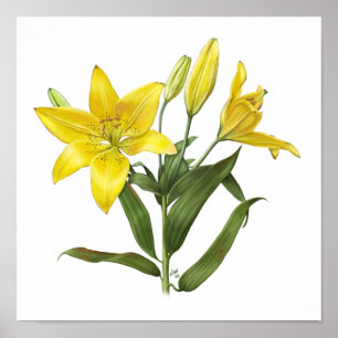 Yellow Oriental Lily Original Art Print