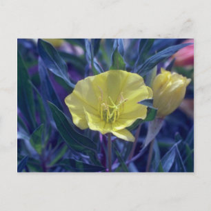 yellow Ozark Sundrops, (Oenothera Macrocarpa) flow Postcard