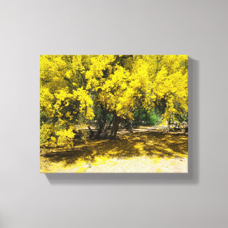 Yellow Palo Verde Tree  Canvas Print