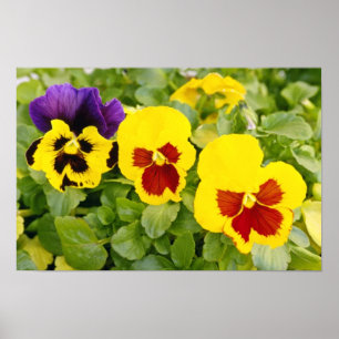 yellow Pansies flowers Poster