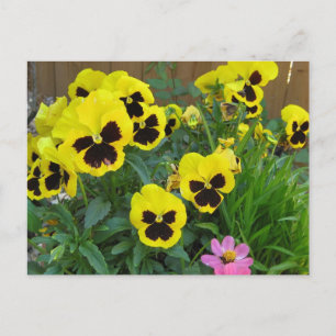 Yellow Pansies Postcard