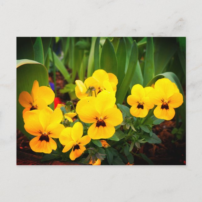 Yellow Pansy #1 Postcard (Front)