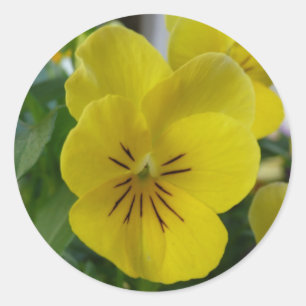 Yellow Pansy Classic Round Sticker