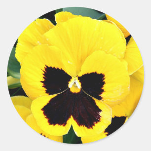 Yellow Pansy Classic Round Sticker