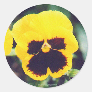 Yellow Pansy Classic Round Sticker