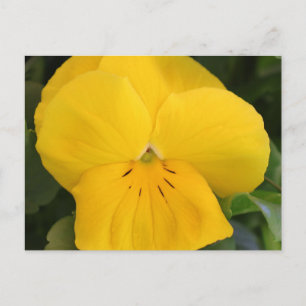 Yellow Pansy Closeup Postcard