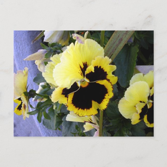 Yellow Pansy Flower Postcard (Front)
