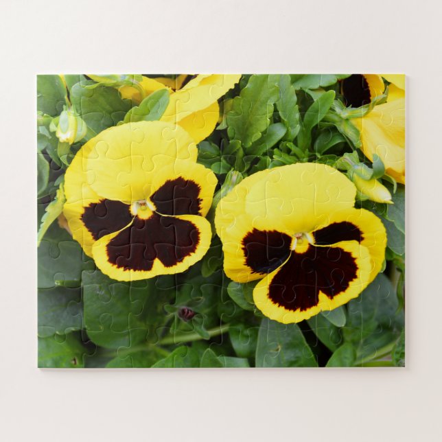 Yellow pansy flowers jigsaw puzzle (Horizontal)