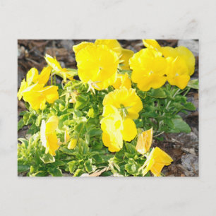 Yellow Pansy Flowers Photo Postcard
