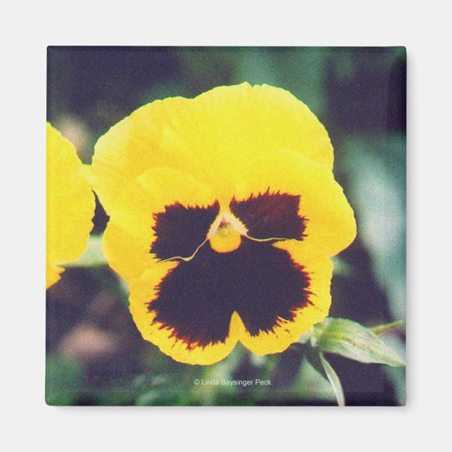 Yellow Pansy Magnet (Front)