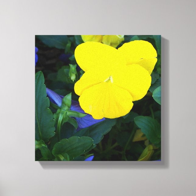 Yellow Pansy Spring Flowers Floral Canvas Art (Front)