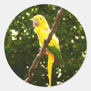 Yellow Parrot Classic Round Sticker