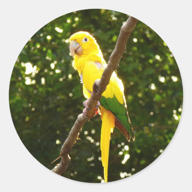 Yellow Parrot Classic Round Sticker (Front)