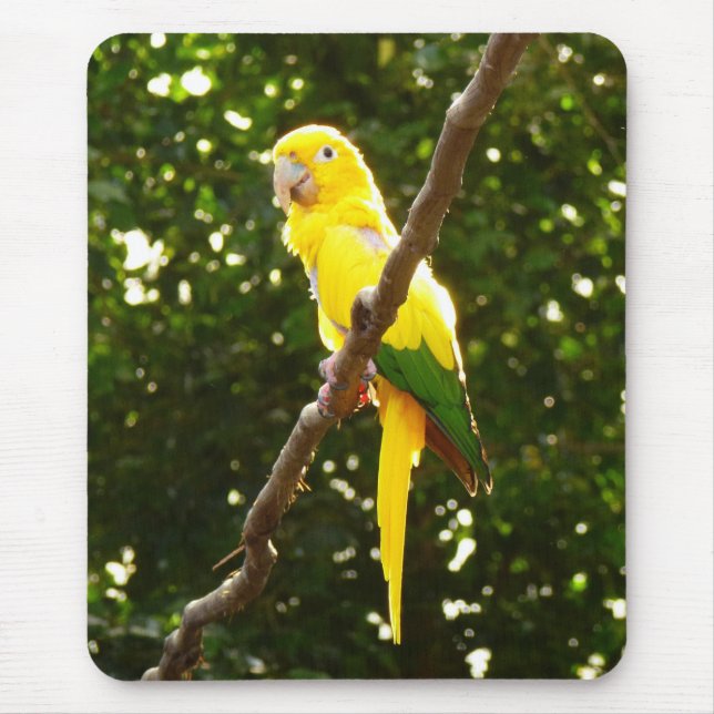 Yellow Parrot Mouse Mat (Front)