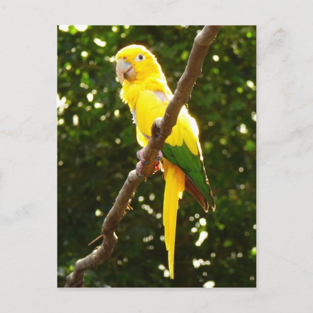 Yellow Parrot Postcard (Front)