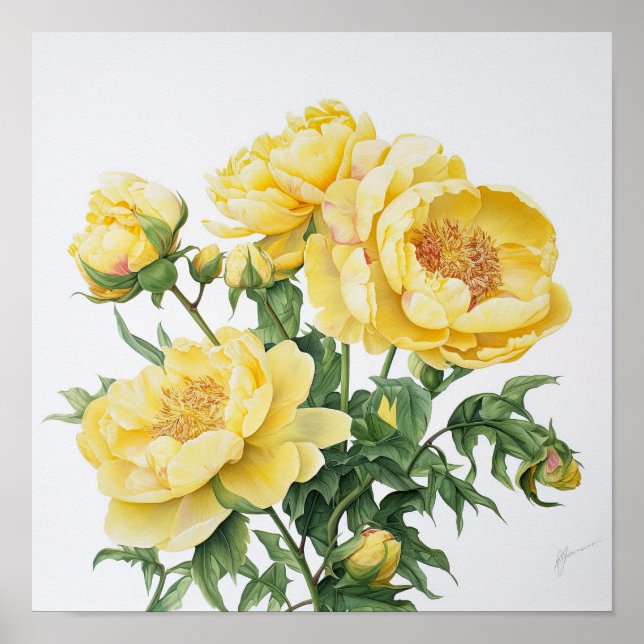 Yellow Peonies Flower Art Print Poster (Front)