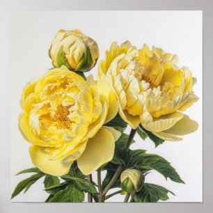 Yellow Peonies Flower Art Print Poster