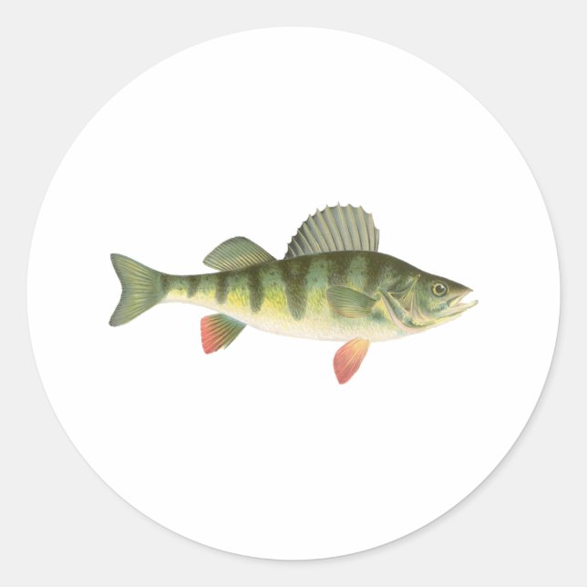 Yellow Perch Art Classic Round Sticker (Front)