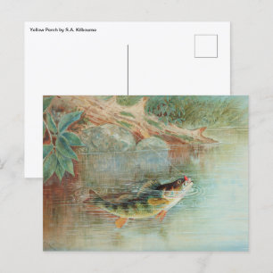 Yellow Perch by S.A. Kilbourne, Vintage Fish Postcard