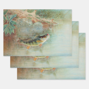 Yellow Perch by S.A. Kilbourne, Vintage Fish Wrapping Paper Sheet