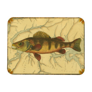 Yellow Perch on Map Magnet