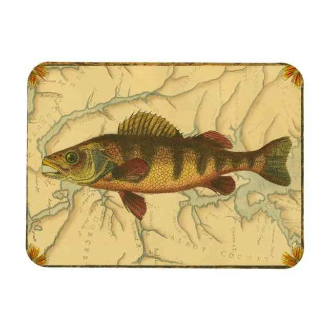 Yellow Perch on Map Magnet (Horizontal)