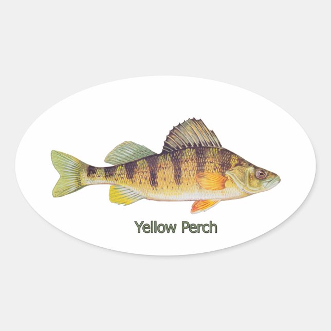 Yellow Perch titled Oval Sticker (Front)