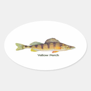Yellow Perch titled Oval Sticker