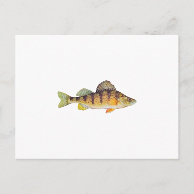 Yellow Perch (untitled) Postcard (Front)
