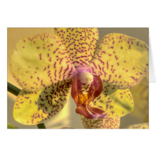 Yellow Phalaenopsis Purple Spots