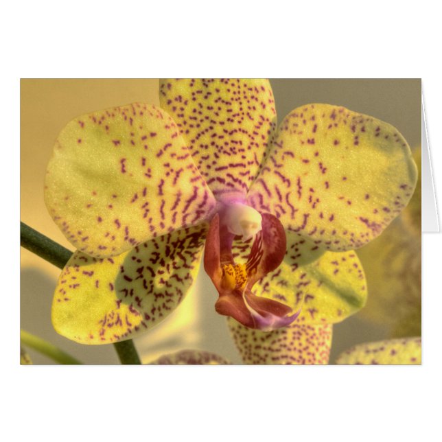 Yellow Phalaenopsis Purple Spots (Front Horizontal)
