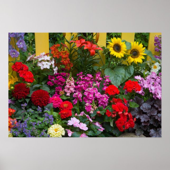 Yellow picket fence with flower garden in poster (Front)
