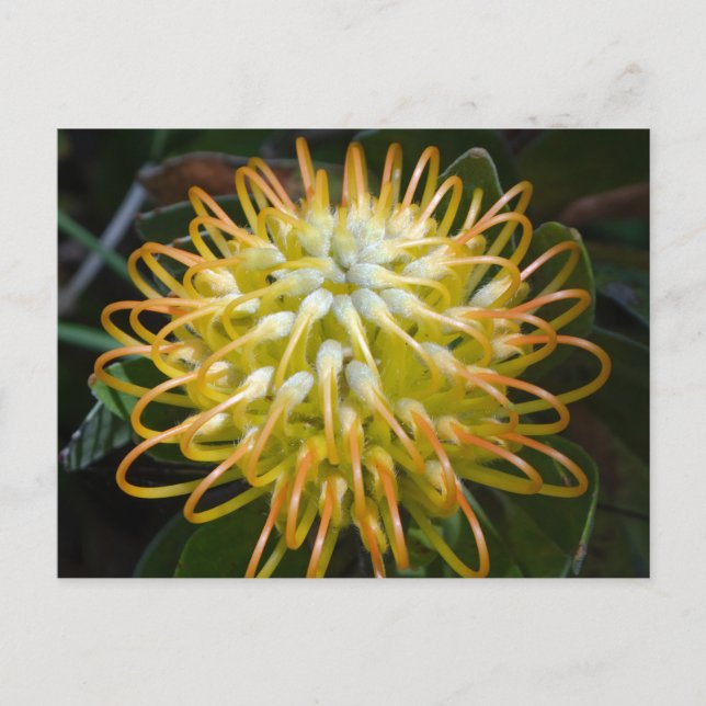 Yellow Pincushion Flower Postcard (Front)