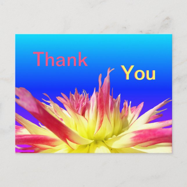 Yellow Pink Dahlia Blue THANK YOU Postcard (Front)