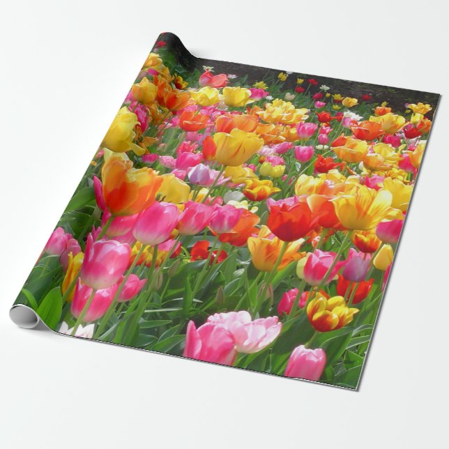 Yellow pink orange red tulips wrapping paper (Unrolled)