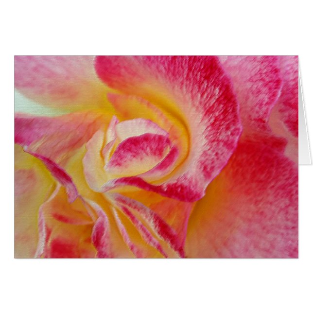 yellow pink petals (Front Horizontal)