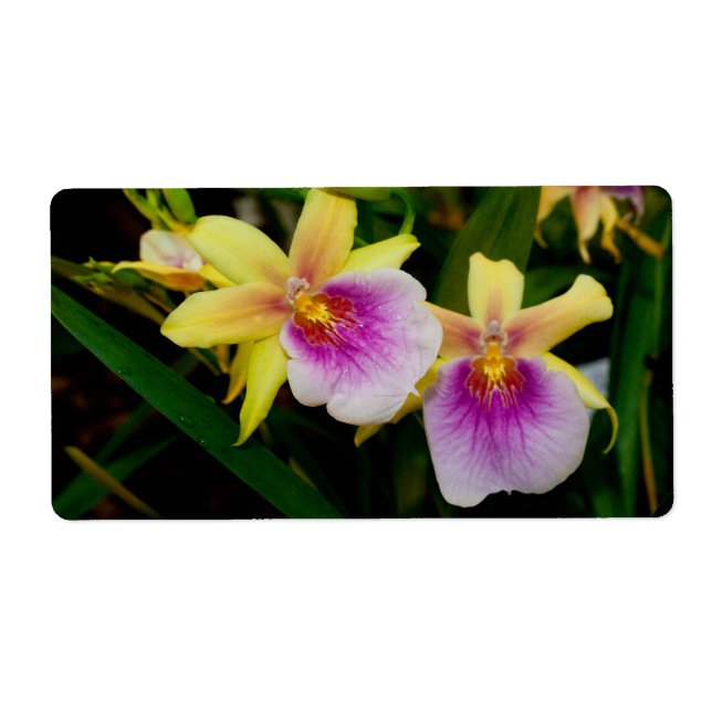 Yellow Pink Purple Miltonia Sunset Orchids (Front)