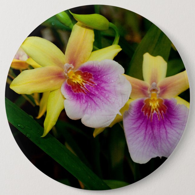 Yellow Pink Purple Miltonia Sunset Orchids 6 Cm Round Badge (Front)