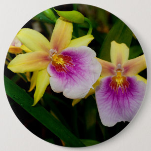 Yellow Pink Purple Miltonia Sunset Orchids 6 Cm Round Badge