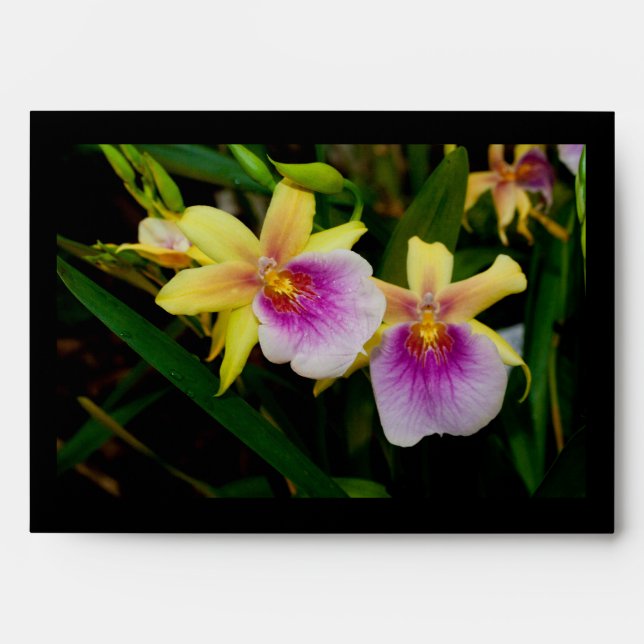 Yellow Pink Purple Miltonia Sunset Orchids Envelope (Front)