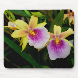 Yellow Pink Purple Miltonia Sunset Orchids Mouse Mat