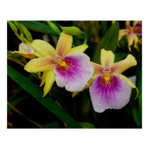 Yellow Pink Purple Miltonia Sunset Orchids Poster