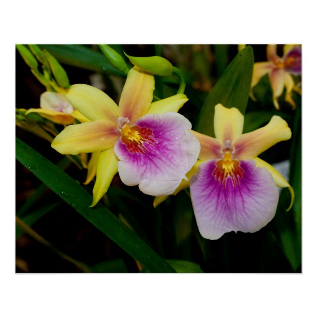 Yellow Pink Purple Miltonia Sunset Orchids Poster (Front)