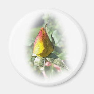 yellow pink rosebud magnet